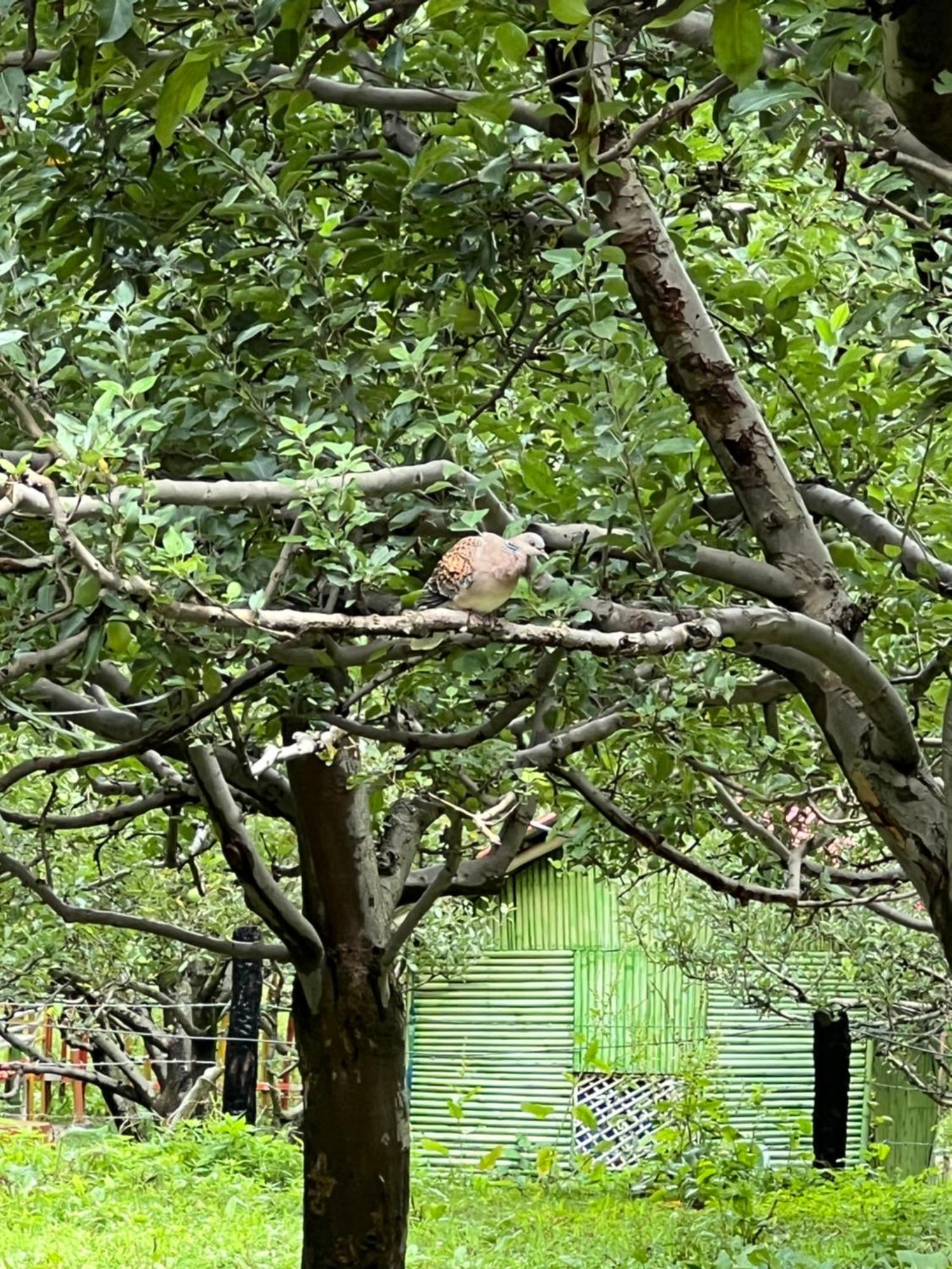Old Brahma Homestay Kalgha Buitenkant foto